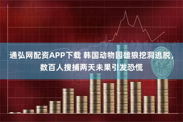 通弘网配资APP下载 韩国动物园雄狼挖洞逃脱，数百人搜捕两天未果引发恐慌
