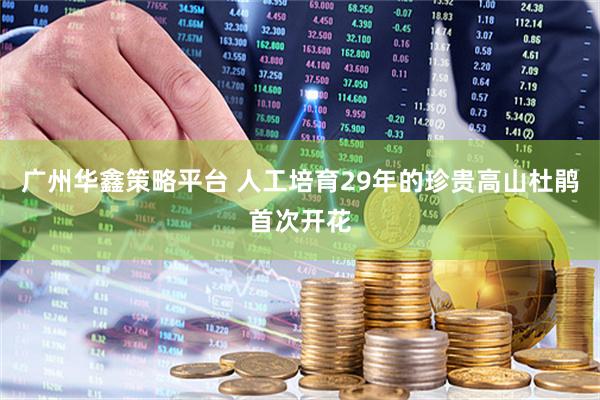 广州华鑫策略平台 人工培育29年的珍贵高山杜鹃首次开花